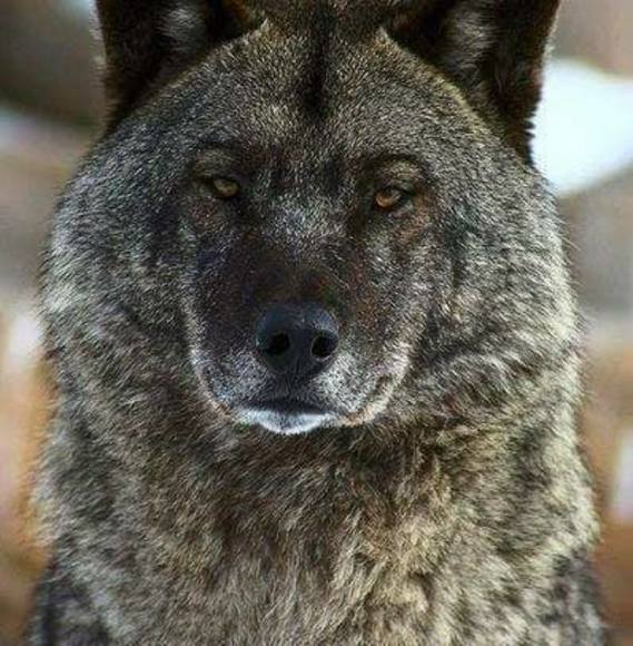 mr_blackwulf